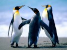/arquivos/pessoas/110037020524Penguins_133_100.jpg