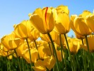 /arquivos/pessoas/142355050319Tulips_133_100.jpg