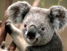 /arquivos/pessoas/184802221021Koala_133_100.jpg