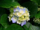 /arquivos/pessoas/194940271019Hydrangeas_133_100.jpg