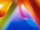 /arquivos/pessoas/212229290322flower_133_100.jpg