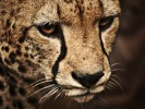 /arquivos/pessoas/232506300322tiger_133_100.jpg